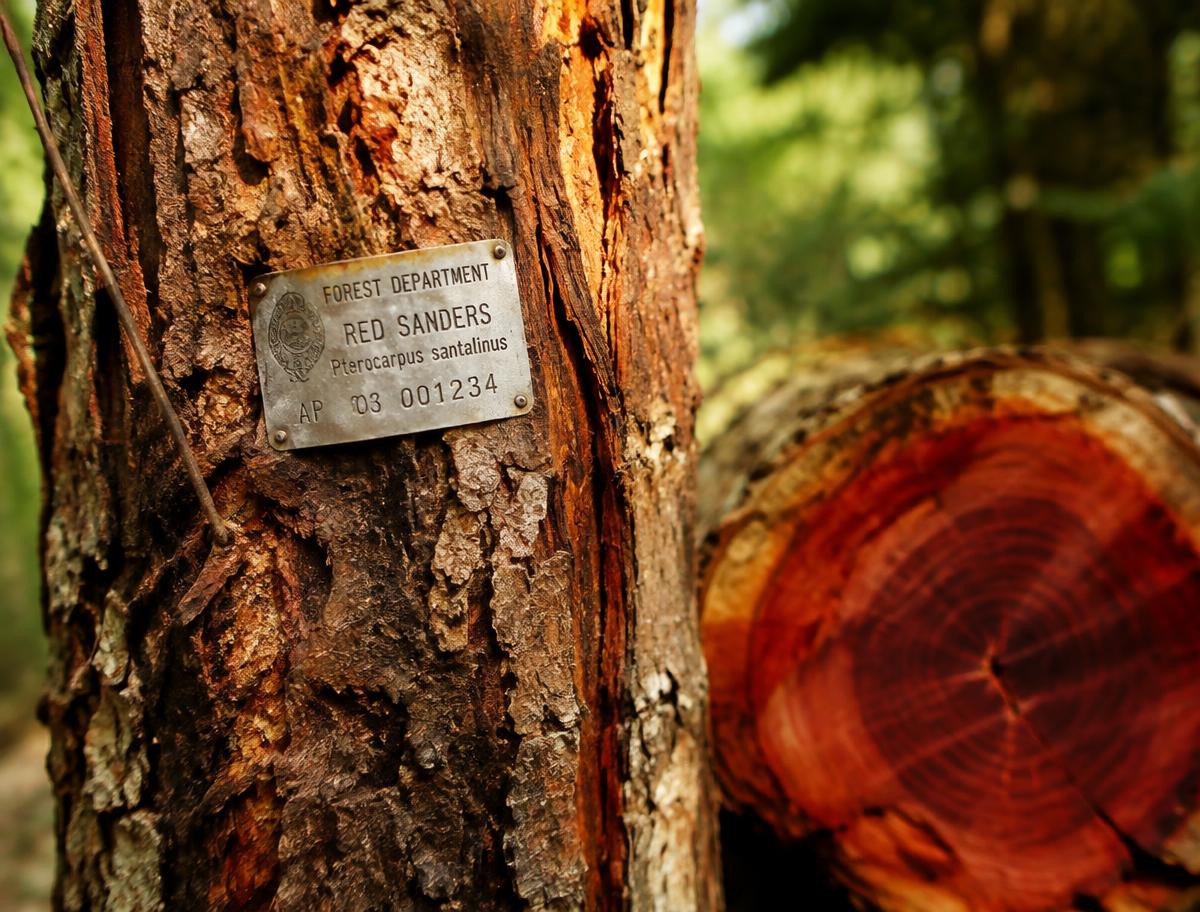 Forest Department tagged Red Sanders tree and red heartwood